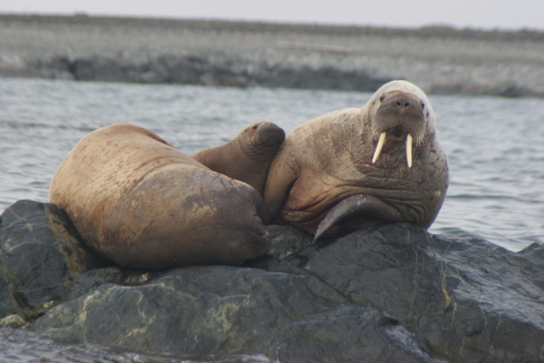 Walrus