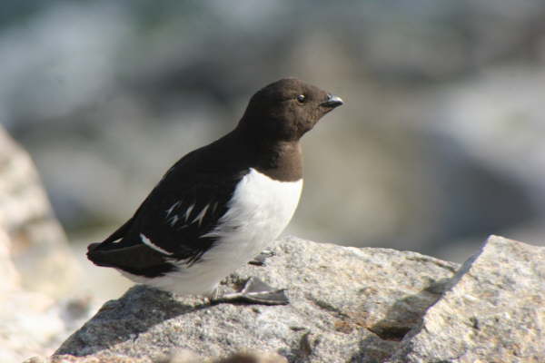 Little Auk
