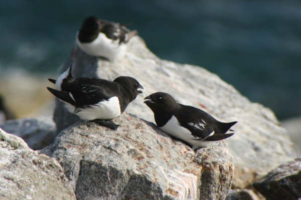 Little auks