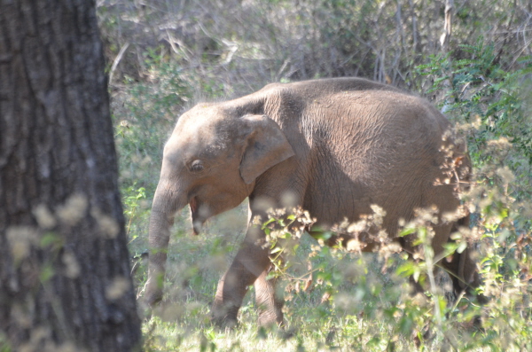 Indian Elephant (juvenile)