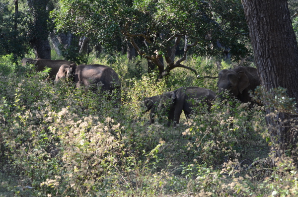 Indian Elephants