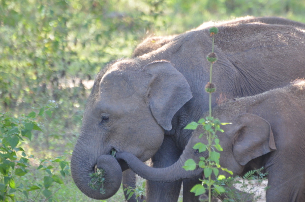 Indian Elephant (juveniles)