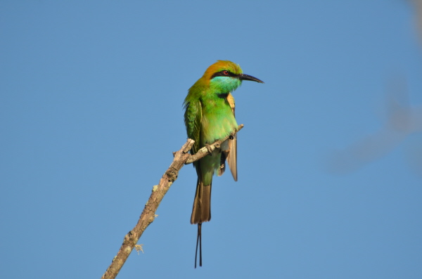 Little Green Bee-eater