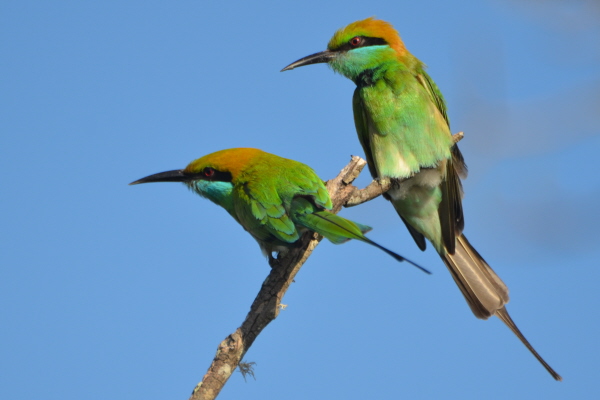 Little Green Bee-eaters