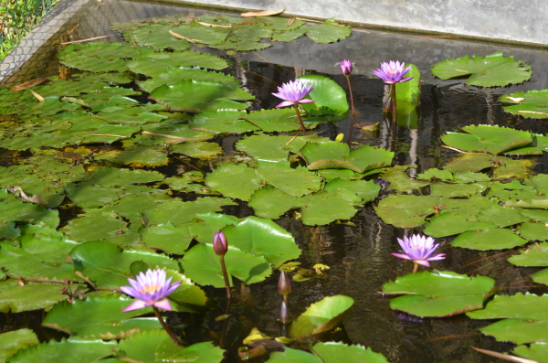 Lily pond in the hotel garden