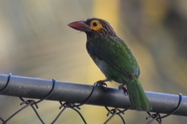 Brown-throated Barbet