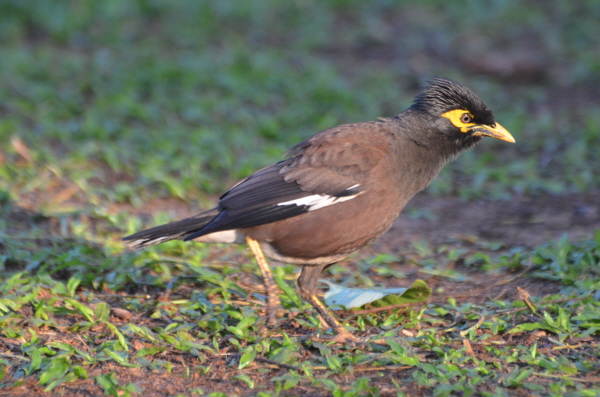 Common Myna