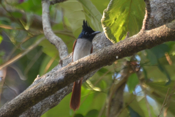 Sri Lanka Paradise Flycatcher (female)