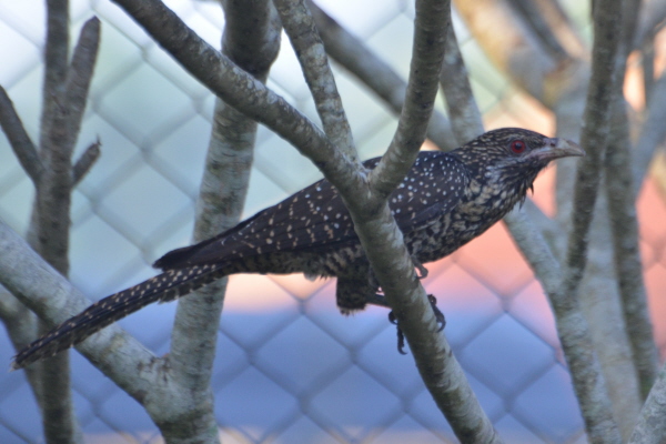 Asian Koel (female)