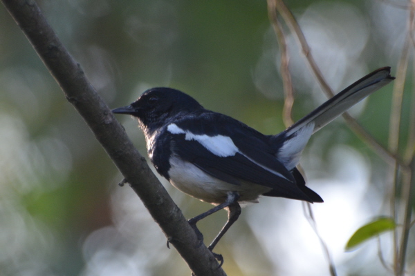 Oriental Magpie-robin