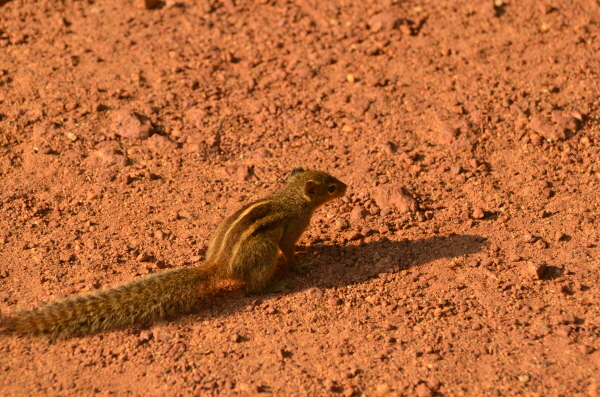 Asian Palm Squirrel (last photo in this section)