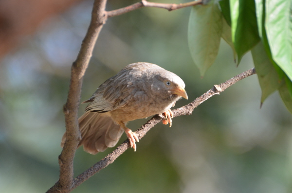 Yellow-billed Babbler