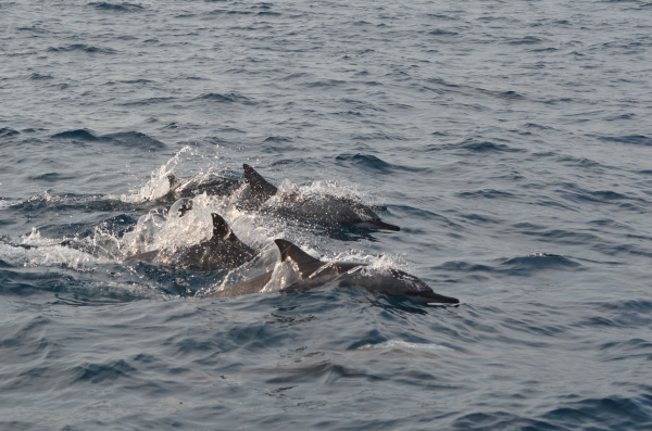 Dolphins