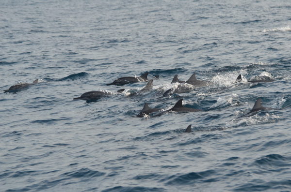 Dolphins