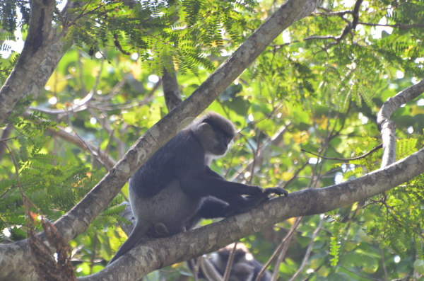 Purple-faced Leaf Monkey