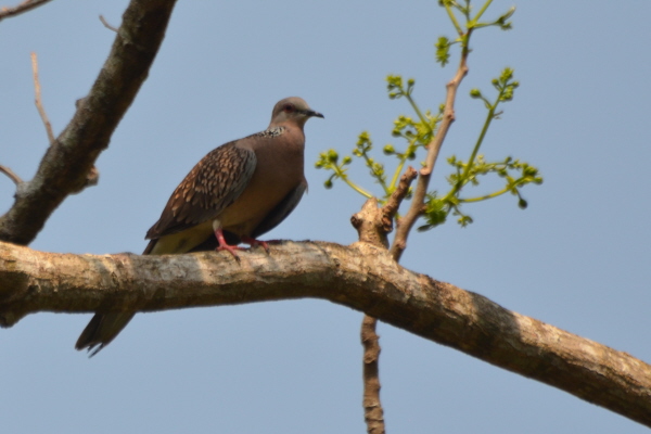 Spotted Dove