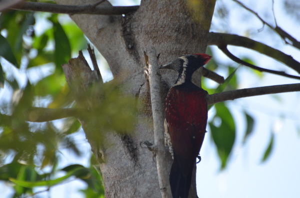 Crimson-backed Woodpecker