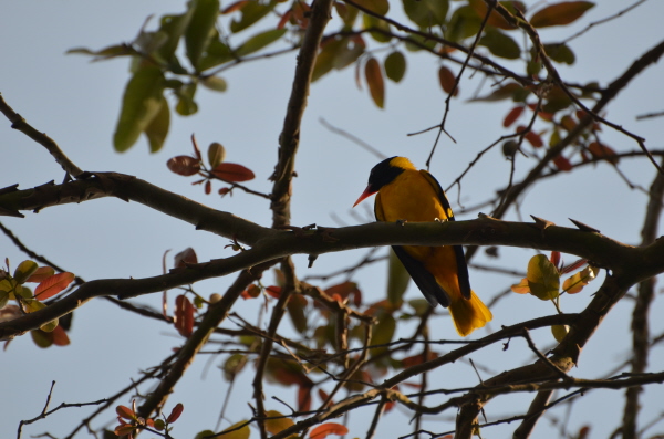 Black-hooded Oriole