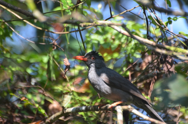 Black Bulbul
