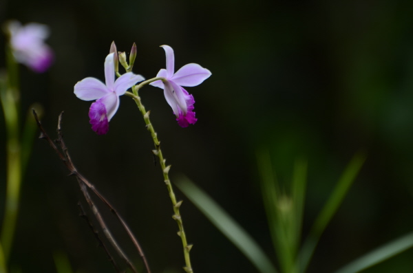 Bamboo Orchid