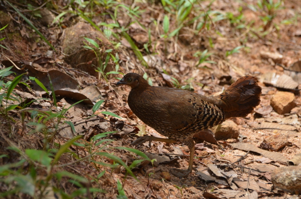 Sri Lanka Jungle Fowl (female)