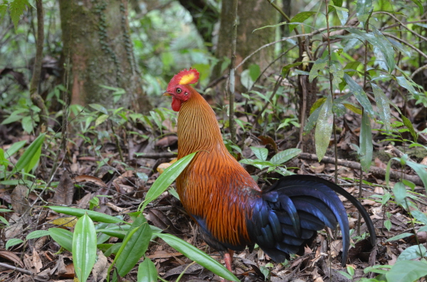 Sri Lanka Jungle Fowl (male)