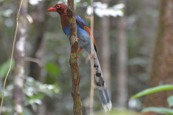 Sri Lanka Blue Magpie