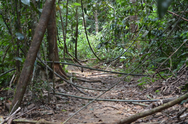 Path at Sinharaja