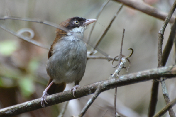 Dark-fronted Babbler