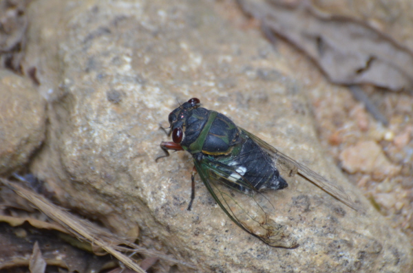 Cicada
