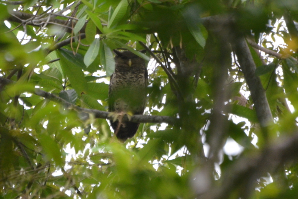Spot-bellied Eagle Owl