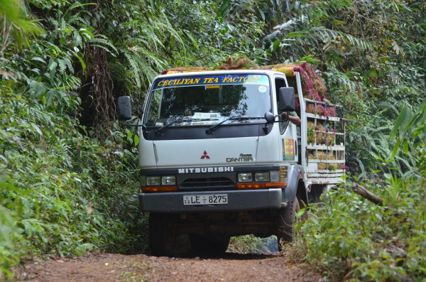 The daily tea collection