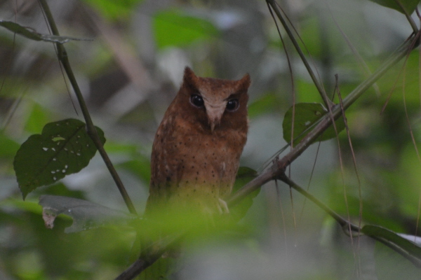 Serendip Scops Owl