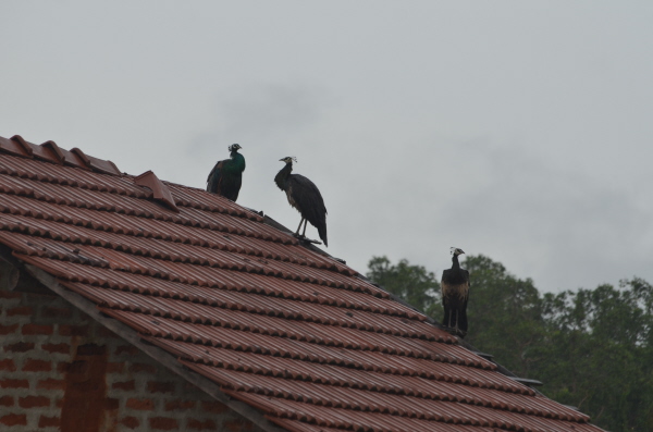 Indian Peahens on a roof in Matara