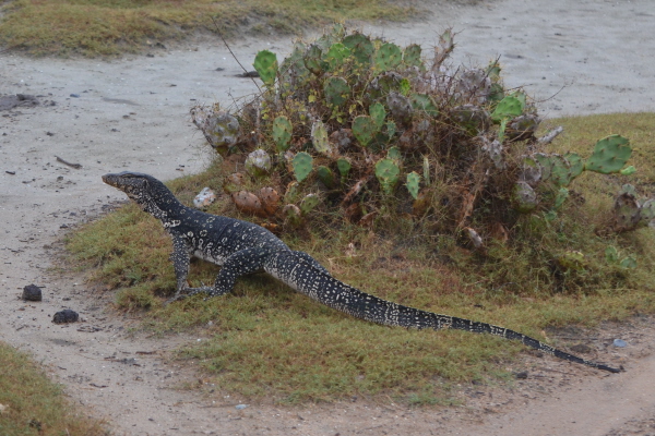 Water Monitor