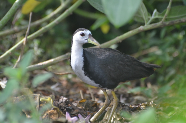 White-breasted Waterhen