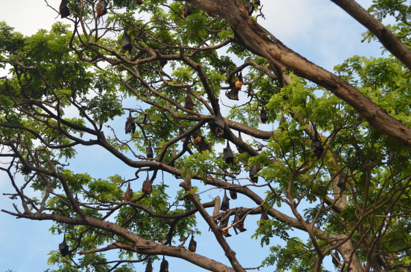 Indian Flying Foxes