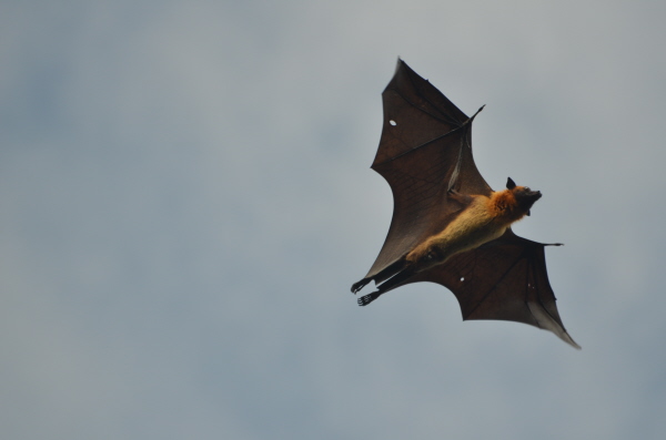 Indian Flying Fox