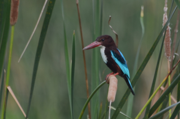 White-breasted Kingfisher (last photo in this section)