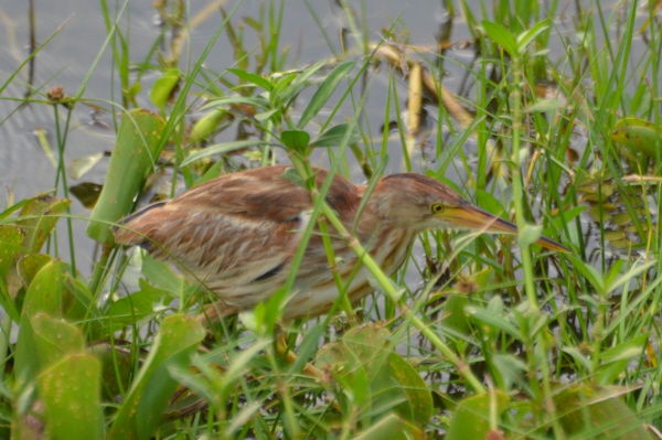 Cinnamon Bittern
