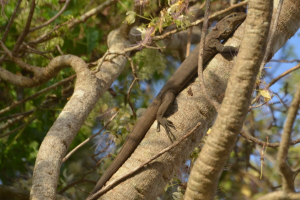 Land Monitor (or should it be Tree Monitor?)