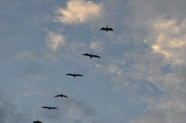 Spot-billed Pelicans