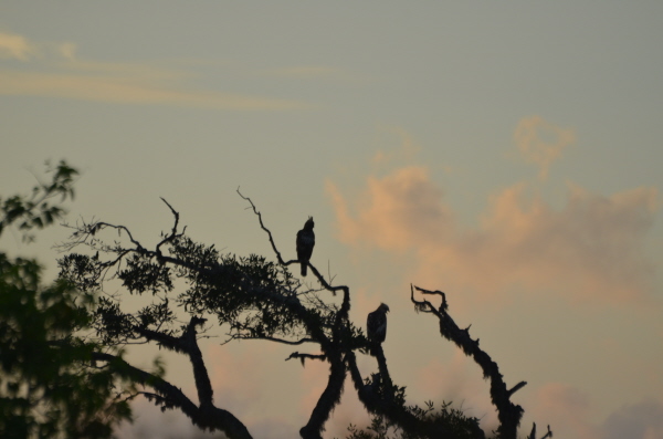 Dawn & Changeable Hawk-Eagles