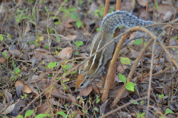 Asian Palm Squirrel