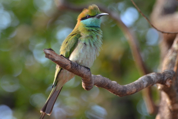 Little Green Bee-eater