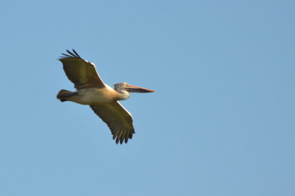 Spot-billed Pelican