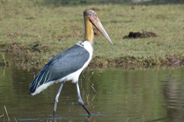 Lesser Adjutant