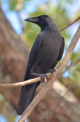 House Crow
