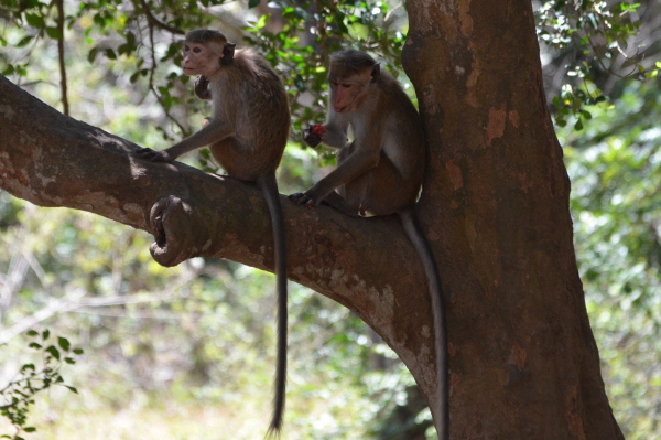 Toque Macaques