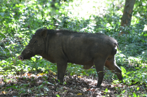 Wild Boar